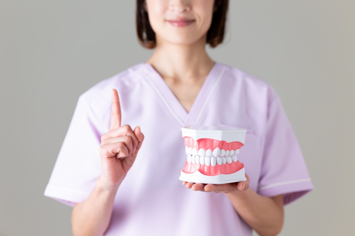 歯の模型を片手に矯正中に歯が痛む理由を説明する歯科医